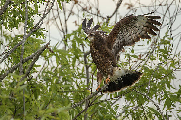 Snail Kite Landing by Dorothy Cunningham Snail Kite Landing by Dorothy Cunningham