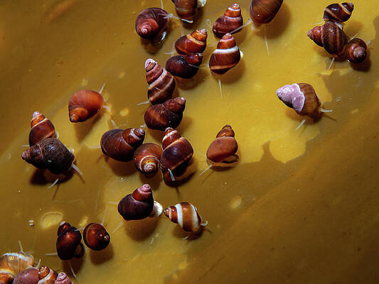Wall Art - Photograph - Snails at the kelp buffet by Brian Weber