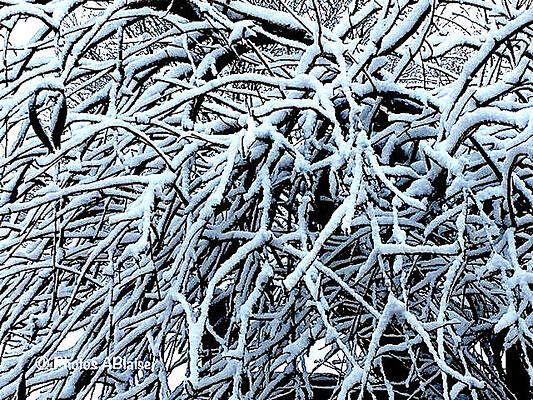 Snow Covered Trumpet Vine by Yvonne Blasy Snow Covered Trumpet Vine by Yvonne Blasy
