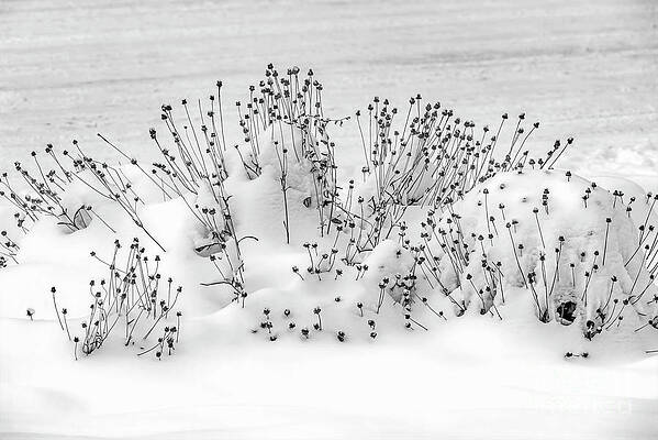 Snow Day in White and Black by Jon Burch Photography Snow Day in White and Black by Jon Burch Photography