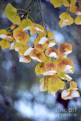 Snow fallen Aspen leaves by Deb Cawley Snow fallen Aspen leaves by Deb Cawley