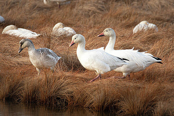 Snow Geese Trio by Kristia Adams Snow Geese Trio by Kristia Adams