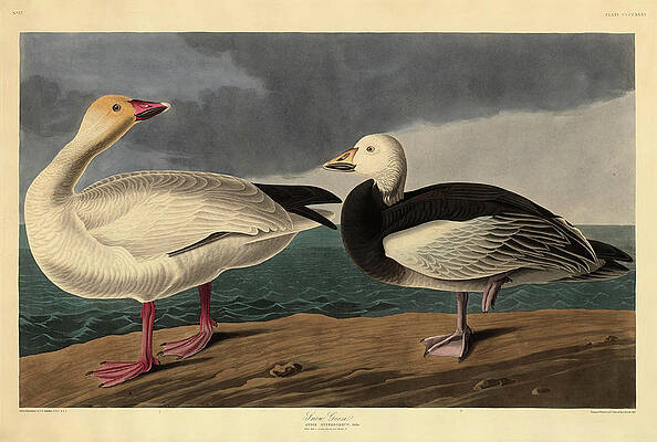 Wall Art - Painting - Snow Goose. Dated 1837. Medium hand-colored etching and aquatint on Whatman paper. by Robert Havell after John James Audubon