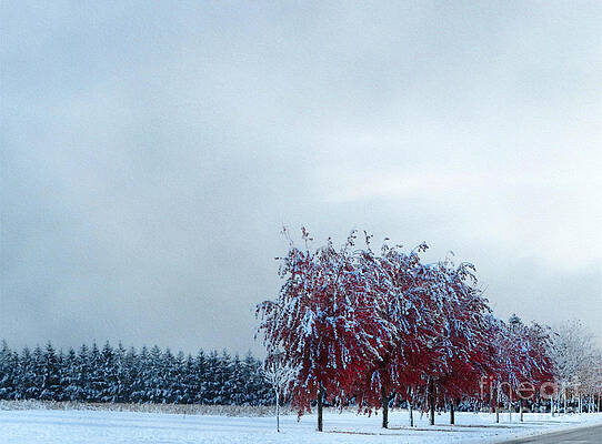 Snow laden Maples by Diana Rajala Snow laden Maples by Diana Rajala