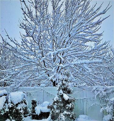 Snow Tree by Dean Williams Snow Tree by Dean Williams