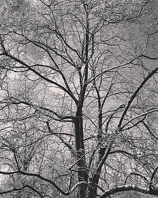 Snowcovered Branches - Monochrome by Lisa Pearlman Snowcovered Branches - Monochrome by Lisa Pearlman