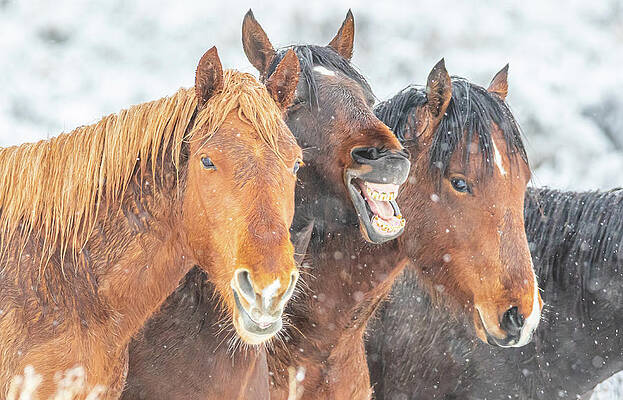 Snowy Close Up by Marc Crumpler Snowy Close Up by Marc Crumpler