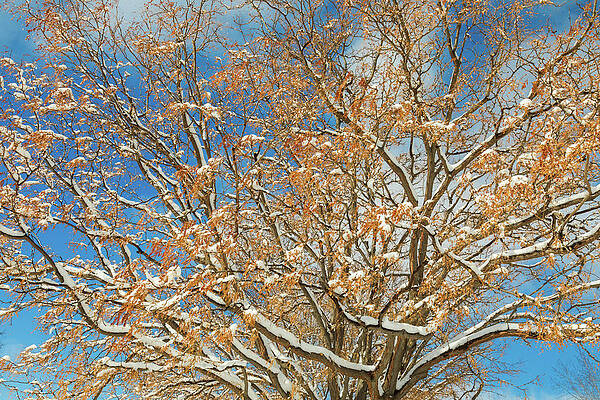Snowy Colorful Tree by James BO Insogna Snowy Colorful Tree by James BO Insogna