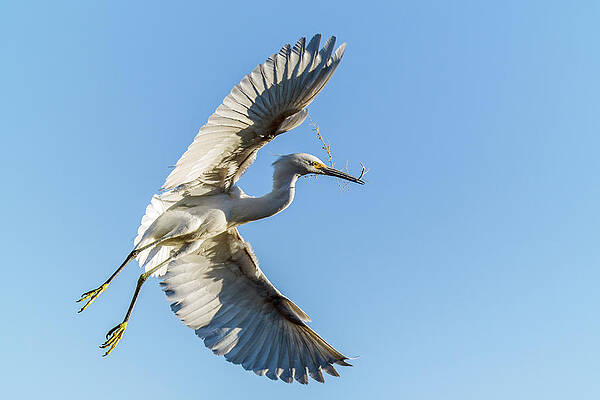 Snowy Egret 5846-030121-2 by Tam Ryan Snowy Egret 5846-030121-2 by Tam Ryan