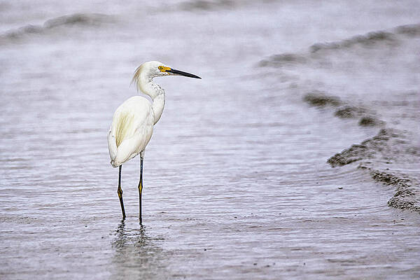 Wall Art - Photograph - Snowy Egret at Cedar Island North Carolina by Bob Decker
