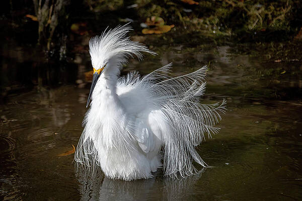 Snowy Egret Displaying Plumes by Bradford Martin Snowy Egret Displaying Plumes by Bradford Martin