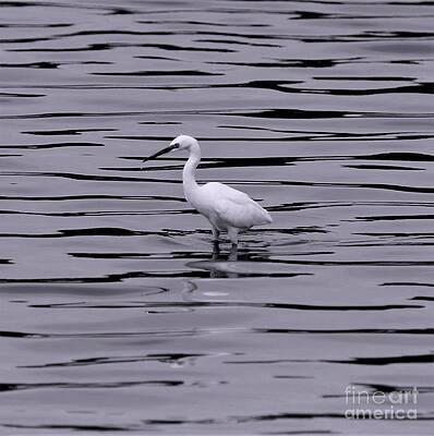 Snowy Egret in Black and White by Karen Silvestri Snowy Egret in Black and White by Karen Silvestri