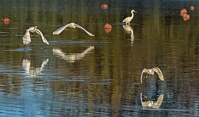 Snowy Egrets 4315-011320-3 by Tam Ryan Snowy Egrets 4315-011320-3 by Tam Ryan