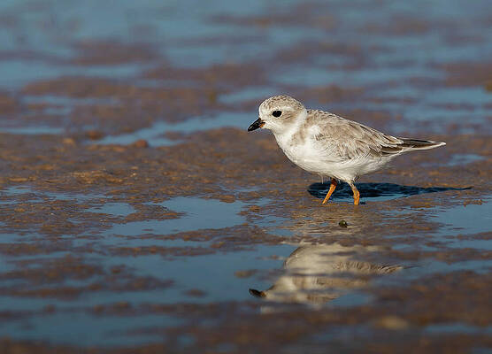 Wall Art - Photograph - Snowy Plover wetting its feet by Denise Johnson