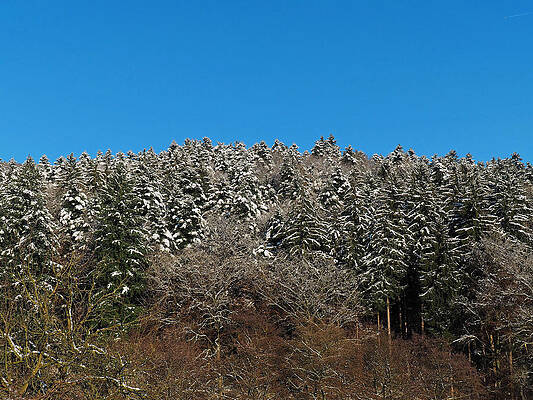 Snowy Spruce Trees by Jussi Laasonen Snowy Spruce Trees by Jussi Laasonen