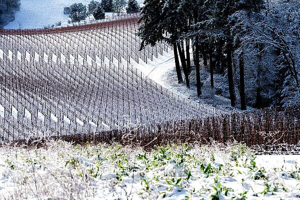 Snowy Vineyard by Jerry Sodorff Snowy Vineyard by Jerry Sodorff