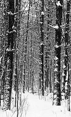 Snowy Walk Through The Woods Black And White by Debbie Oppermann Snowy Walk Through The Woods Black And White by Debbie Oppermann