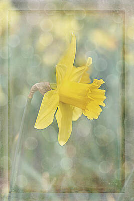 Soft and Creamy Yellow Daffodil by Judy Garrard Soft and Creamy Yellow Daffodil by Judy Garrard