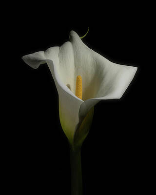 Soft and White by Brian Birrell Soft and White by Brian Birrell
