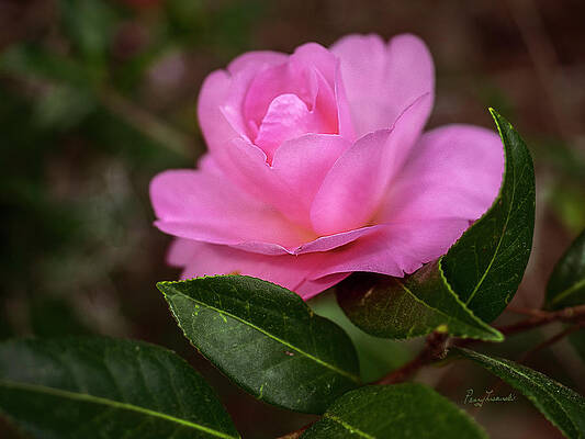 Soft Pink by Penny Lisowski Soft Pink by Penny Lisowski