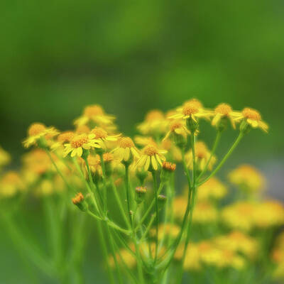 Soft Yellow Ragwort by Liz Albro Soft Yellow Ragwort by Liz Albro
