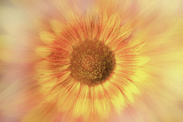 Softly Daisy by Terry Davis Softly Daisy by Terry Davis