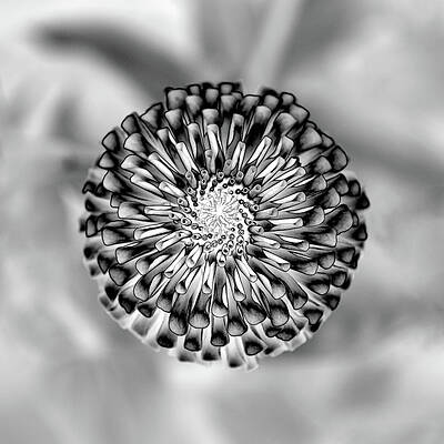 Solarized Dahlia by Georgette Grossman Solarized Dahlia by Georgette Grossman