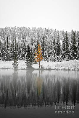 Solitary Autumn Tree in Snowy Forest Photograph
