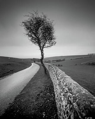 Wall Art - Photograph - Solitude in Stillness by Will Gudgeon