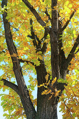 Wall Art - Photograph - Some Un-be-leaf-able Fall Vibes by James BO Insogna