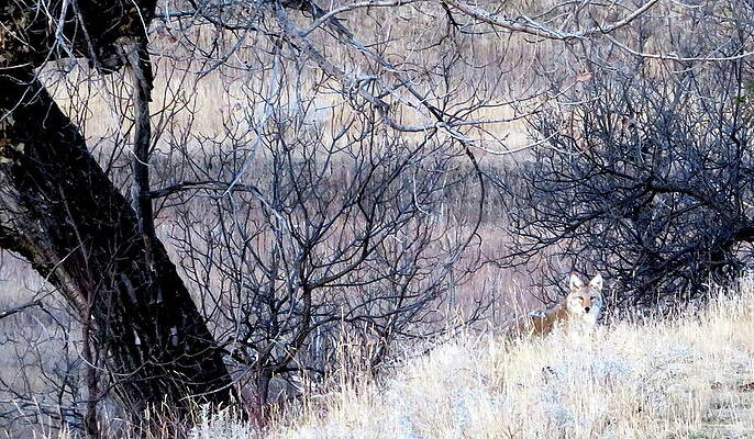 Somebody's Watching by Katie Keenan Somebody's Watching by Katie Keenan