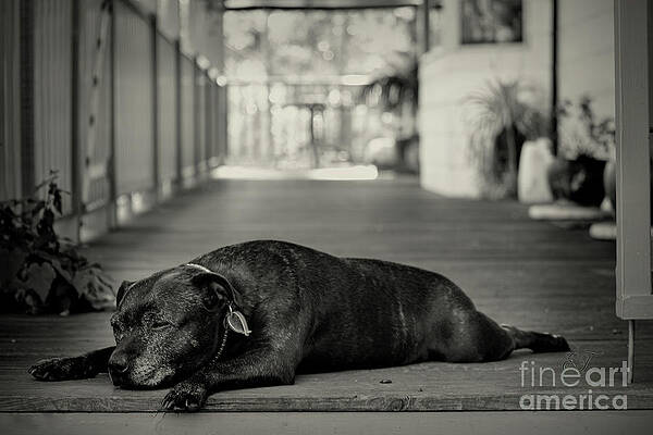 Wall Art - Photograph - Sometimes I Just Feel so Old by Elaine Teague