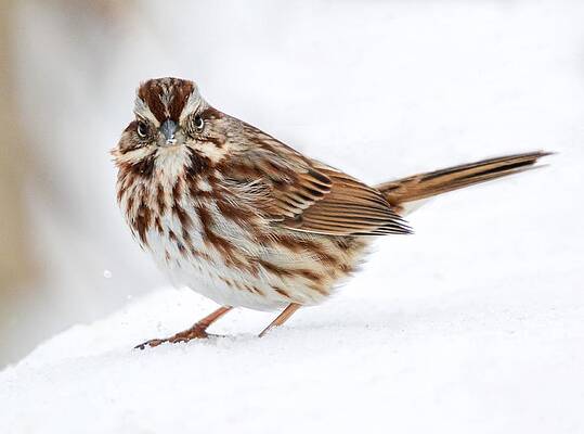 Song Sparrow II by Shannon Kelly Song Sparrow II by Shannon Kelly