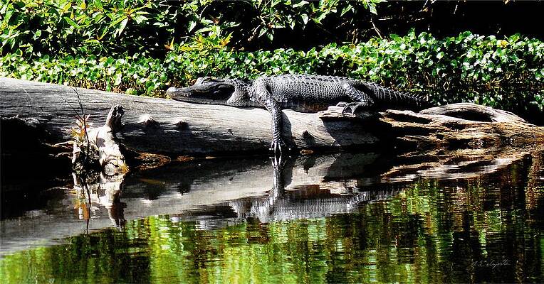 Sonny Florida Gator by Allen L Improta Sonny Florida Gator by Allen L Improta