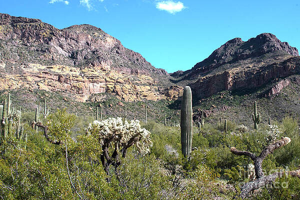 Sonoran Desert Landscape by Grace Grogan Sonoran Desert Landscape by Grace Grogan