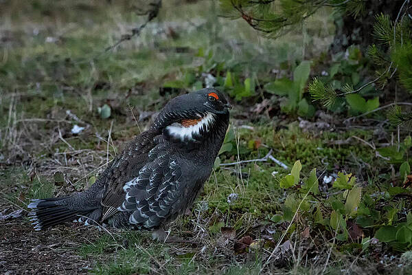 Sooty Grouse by Randy Hall Sooty Grouse by Randy Hall