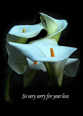 Sorry For Your Loss with Lilies by Peggy Kahan Sorry For Your Loss with Lilies by Peggy Kahan