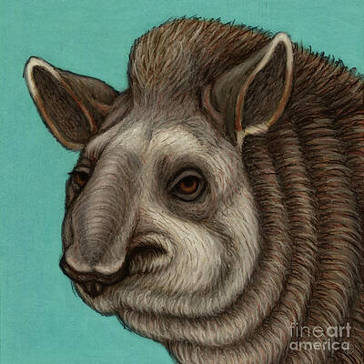 South American Tapir by Amy E Fraser South American Tapir by Amy E Fraser