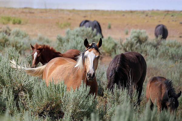 South Steens Mustang by Catherine Avilez South Steens Mustang by Catherine Avilez