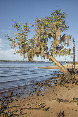 Spanish Moss Covered Tree - Goose Creek State Park by Bob Decker Spanish Moss Covered Tree - Goose Creek State Park by Bob Decker