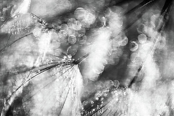 Wall Art - Photograph - Sparkle Dance by Ursula Abresch