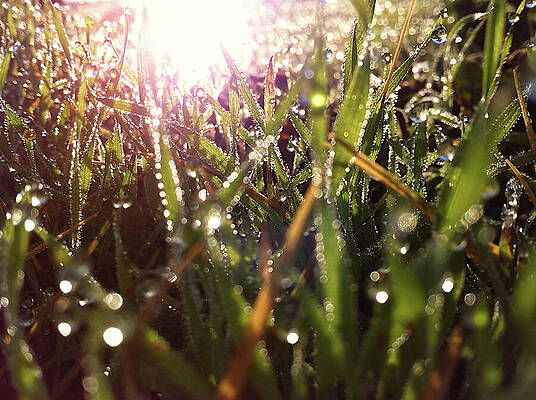 Wall Art - Photograph - Sparkling Morning Dew on Grass With Sunflare  by Shelli Fitzpatrick