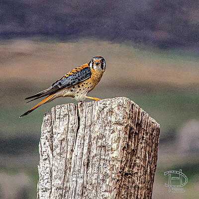 Sparrow Hawk on Post by Daniel Hebard Sparrow Hawk on Post by Daniel Hebard