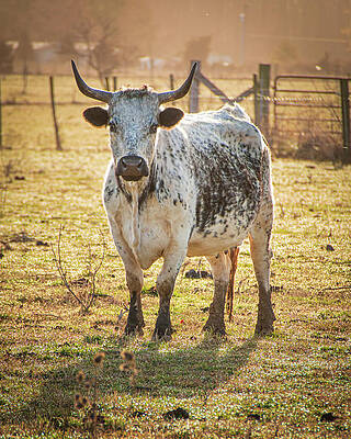Speckle Park Cow by Kristia Adams Speckle Park Cow by Kristia Adams