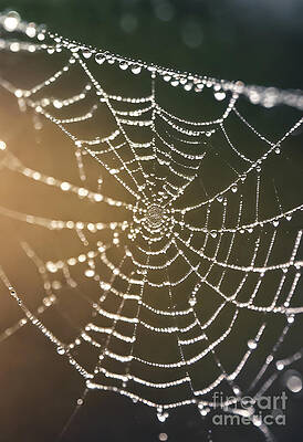 Wall Art - Digital Art - Spider Web Dew Drops by Jeff Creation