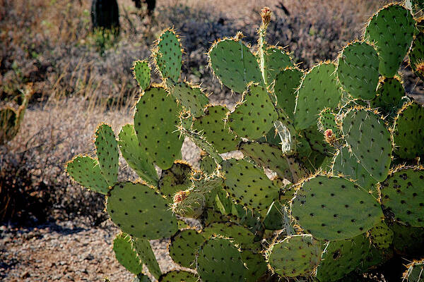 Spikes everywhere by Michael McGowan Spikes everywhere by Michael McGowan