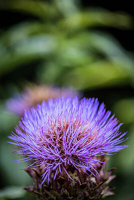 Wall Art - Photograph - Spiky Petal by Nova Rae