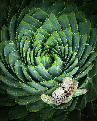 Spiralling by Shelby Erickson Spiralling by Shelby Erickson