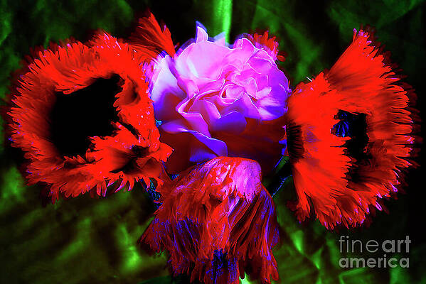 SPLENDID POPPIES. by Alexander Vinogradov SPLENDID POPPIES. by Alexander Vinogradov
