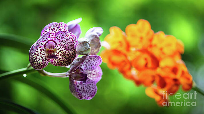 Spotted Orchid Flowers by Raul Rodriguez Spotted Orchid Flowers by Raul Rodriguez